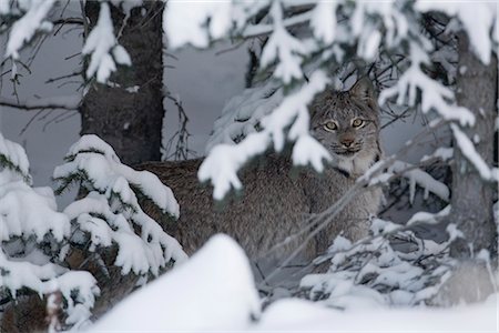 simsearch:700-01199476,k - Wild Canada Lynx hides beneath snow covered spruce boughs, Kluane National Park, Yukon Territory, Canada, Winter Stock Photo - Rights-Managed, Code: 854-03646150
