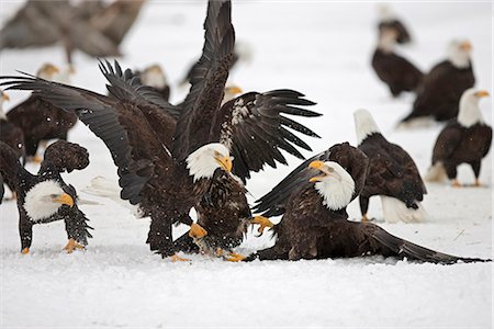 snow fight - Two adult Bald Eagles (Haliaeetus leucocephalus)  fight on the snow covered ground over a herring fish  Homer Spit, Homer, Kenai Peninsula, Southcentral Alaska, Winter Stock Photo - Rights-Managed, Code: 854-03646176