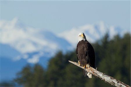 simsearch:854-03362156,k - A Bald Eagle perched in the top of a hemlock tree in Alaska's Inside Passage with the Tongass National Forest and snowy peaks of the Chilkat Mountains in the background, Southeast Alaska, Winter Stock Photo - Rights-Managed, Code: 854-03646170