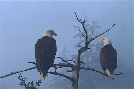 simsearch:854-03362156,k - Bald Eagles perched in the top of an old Spruce tree on a misty morning in the Tongass National Forest, Southeast Alaska, Winter, COMPOSITE Stock Photo - Rights-Managed, Code: 854-03646173