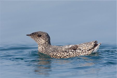 Kittlitz's Murrelet swimming in Prince William Sound, Alaska, Southcentral, Summer, IUCN Critically Endangered Stock Photo - Rights-Managed, Code: 854-03646203