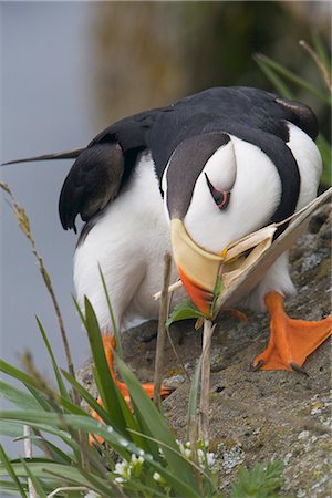 st paul's - Horned Puffin gathering nest material to line its burrow, Saint Paul Island, Pribilof Islands, Bering Sea, Southwest Alaska Stock Photo - Rights-Managed, Code: 854-03646222