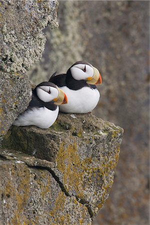 st paul's - Horned Puffin pair perched on a cliff ledge during Summer, Saint Paul Island, Pribilof Islands, Bering Sea, Southwest Alaska Stock Photo - Rights-Managed, Code: 854-03646223