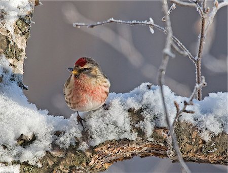 Close up view of a male Redpoll in spring breeding colors, Anchorage, Southcentral Alaska Stock Photo - Rights-Managed, Code: 854-03646270