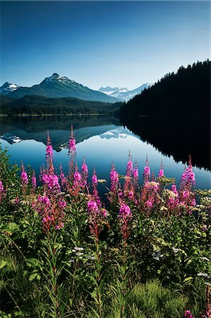 flower with reflection - Scenic view of Auke Lake on a clear day with Fireweed in the foreground, near Juneau, Southeast Alaska, Summer Stock Photo - Rights-Managed, Code: 854-03646665