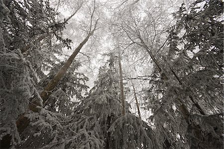 Hoar frost on Birch and evergreen trees at Russian Jack Park golf course in Anchorage, Southcentral Alaska, Winter Stock Photo - Rights-Managed, Code: 854-03646754