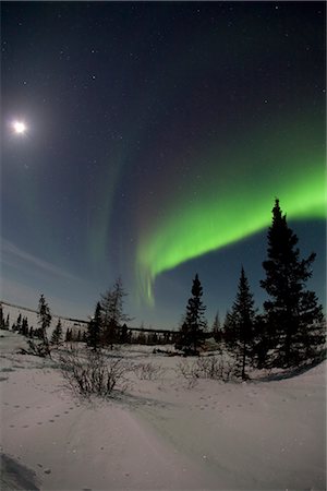 Wide angle view of Green Northern Lights (Aurora borealis) against a moonlit sky in Wapusk National Park, Manitoba, Canada Stock Photo - Rights-Managed, Code: 854-03646784