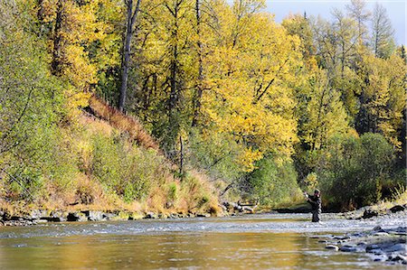 Flyfisherman casts for wild Steelhead on Deep Creek, Kenai Peninsula, Southcentral Alaska, Autumn Stock Photo - Rights-Managed, Code: 854-03739511