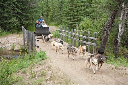 Visitors take a sled dog ride in a training cart at Chena Hot Springs Resort, Interior Alaska, Summer Stock Photo - Rights-Managed, Code: 854-03739764
