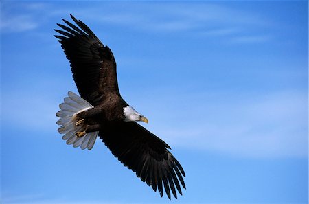 eagles - Bald Eagle soars against a blue sky, Southcentral Alaska, Summer Stock Photo - Rights-Managed, Code: 854-03739793