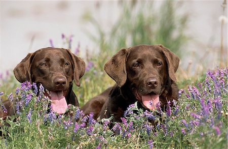 Chocolate Labrador Retriever dogs laying in a field of Hairy Vetch flowers in Anchorage, Southcentral Alaska, Summer Stock Photo - Rights-Managed, Code: 854-03739800