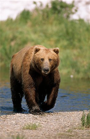 Grizzly bear walks along Mikfik Creek, McNeil River State Game Sanctuary, Southwest Alaska, Summer Stock Photo - Rights-Managed, Code: 854-03739813