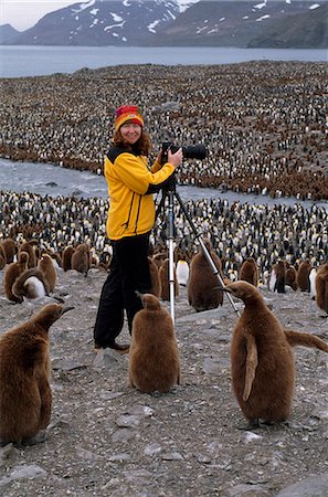 Woman photographs at a  King penguin rookery, St. Andrew's Bay, Island of South Georgia, Antarctica, Summer Stock Photo - Rights-Managed, Code: 854-03739830