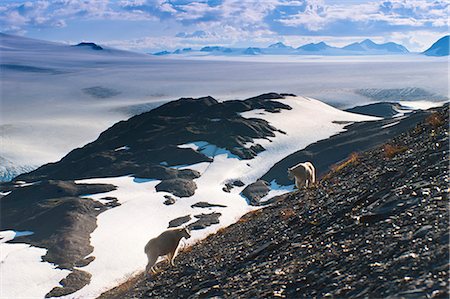 Two Mountain Goats stand on a mountainside with Harding Icefield in the background, Kenai Fjords National Park, Kenai Peninula, Southcentral Alaska, Summer Stock Photo - Rights-Managed, Code: 854-03739997