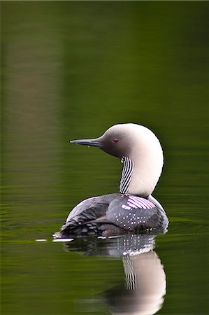 eistaucher - Nahaufnahme von einem Pazifik Loon Schwimmen in einem Teich im Chugach State Park in der Nähe von Anchorage, South Central Alaska, Sommer Stockbilder - Lizenzpflichtiges, Bildnummer: 854-03739992