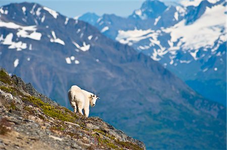 A Mountain Goat near Exit Glacier's Harding Icefield Trail is on a steep hillside, Kenai Fjords National Park, Kenai Peninsula, Southcentral Alaska, Summer Stock Photo - Rights-Managed, Code: 854-03740004