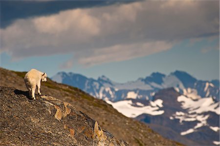 A Mountain Goat kid near Exit Glacier's Harding Icefield Trail overlooking valley below, Kenai Fjords National Park, Kenai Peninsula, Southcentral Alaska, Summer Stock Photo - Rights-Managed, Code: 854-03740001