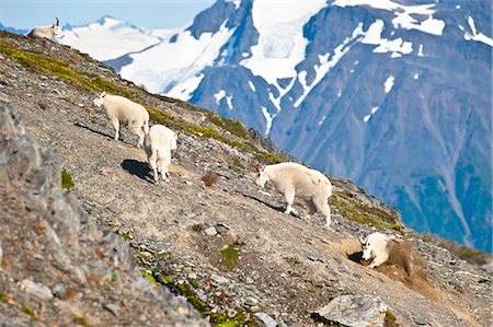 A band of Mountain Goats near Exit Glacier's Harding Icefield Trail are on a steep hillside, Kenai Fjords National Park, Kenai Peninsula, Southcentral Alaska, Summer Stock Photo - Rights-Managed, Code: 854-03740003