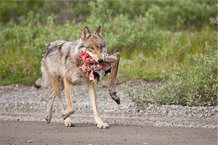 A female wolf from the Grant Creek pack carries a caribou hind leg while she walks on the park road near Little Stony Creek in  Denali National Park, Interior Alaska, Summer Stock Photo - Rights-Managed, Code: 854-03740010