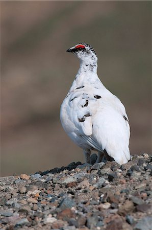 seasonal change - Male Rock Ptarmigan in late breeding plumage stands on a rocky ridge near Eielson Visitor Center in Denali National Park and Preserve, Interior Alaska, Spring Stock Photo - Rights-Managed, Code: 854-03740096