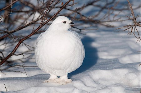 Adult male Willow Ptarmigan in white winter plumage, Denali National Park and Preserve, Interior Alaska, Winter Stock Photo - Rights-Managed, Code: 854-03740103