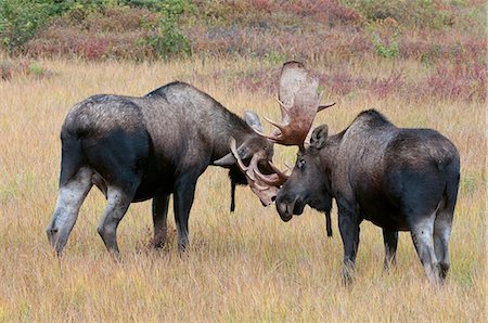 Two adult Bull Moose spar in a meadow near Wonder Lake in Denali National Park and Preserve, Interior Alaska, Autumn Stock Photo - Rights-Managed, Code: 854-03740117