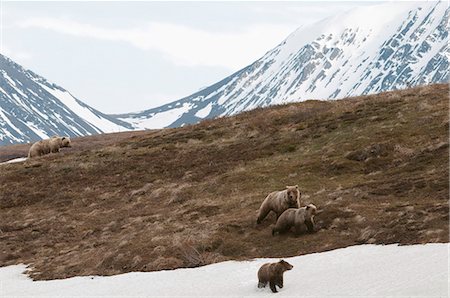 fleeing - Grizzly Bear sow with two juvenile cubs flee from approaching male Grizzly Bear in Sable Pass, Denali National Park, Interior Alaska, Spring Stock Photo - Rights-Managed, Code: 854-03740127