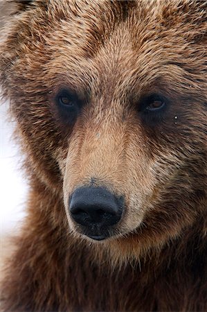 Close up portait of an adult Brown bear at the Alaska Wildlife Conservation Center near Portage, Southcentral Alaska, Spring, CAPTIVE Stock Photo - Rights-Managed, Code: 854-03740155