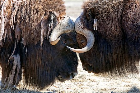 Close up of two bull Musk oxen standing face to face in a fighting confrontation at Alaska Wildlife Conservation Center, Southcentral Alaska, Summer. Captive Stock Photo - Rights-Managed, Code: 854-03740202