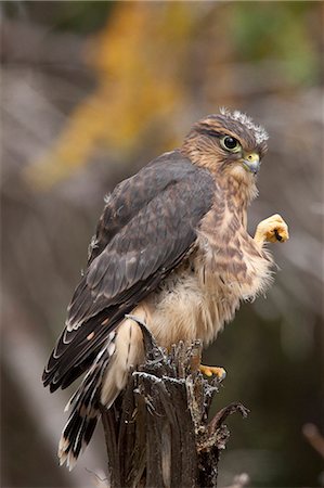 A Merlin (pigeon hawk) stretches its leg while sitting on a tree stump in Turnagain Pass, Kenai Peninsula, Southcentral Alaska , Summer Stock Photo - Rights-Managed, Code: 854-03740215