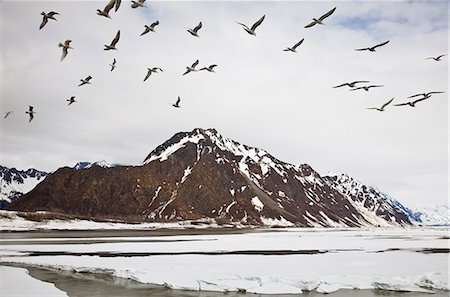 small town snow - Seagulls flying over the Copper River in search of Eulachon in the early spring during break-up, Chugach Mountains, Copper River Delta, Southcentral Alaska, Spring Stock Photo - Rights-Managed, Code: 854-03740278