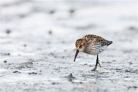 Migrating Western Sandpiper at Hartney Bay in the Copper River Delta region of Prince William Sound, Southcentral Alaska, Spring Stock Photo - Rights-Managed, Code: 854-03740283