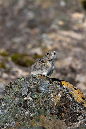 A Collared Pika calls to a mate in Hatcher Pass, Talkeetna Mountains, Southcentral Alaska, Autumn Stock Photo - Rights-Managed, Code: 854-03740343