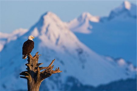 simsearch:854-03362156,k - A Bald eagle perched on a tree stump on the Homer Spit in Homer, Kachemak Bay, Kenai Peninsula, Southcentral Alaska, Winter Stock Photo - Rights-Managed, Code: 854-03740368