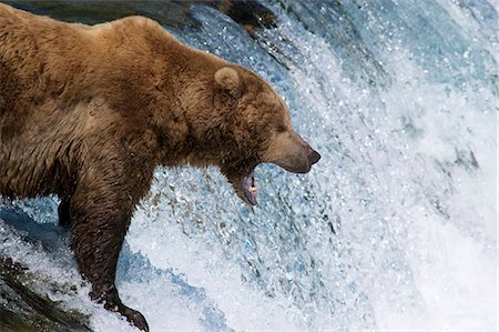 river fishing bear - Grizzly boar opens wide for Sockeye salmon jumping up Brooks Falls in Katmai National Park & Preserve, Southwest Alaska, Summer Stock Photo - Rights-Managed, Code: 854-03740372