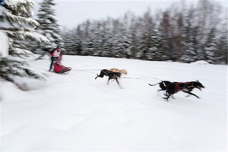 simsearch:854-03846022,k - Musher races in the 2010 Exxon Open Sled Dog Race, Tozier Track Anchorage, Southcentral Alaska, Winter Stock Photo - Rights-Managed, Code: 854-03844935