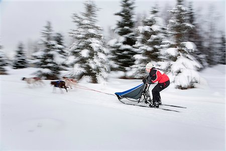 simsearch:854-03846021,k - Musher races in the 2010 Exxon Open Sled Dog Race, Tozier Track Anchorage, Southcentral Alaska, Winter Stock Photo - Rights-Managed, Code: 854-03844936