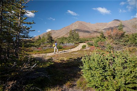 fall trail - Woman hiking in the Glen Alps area of Chugach State Park, Hidden Lake and the Ramp Trail, Chugach Mountains, Southcentral Alaska, Autumn Foto de stock - Con derechos protegidos, Código: 854-03844983