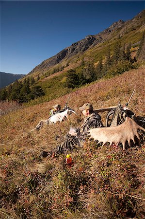 Two male moose hunters rest on a sunny mountainside with their trophy moose antler racks, Bird Creek drainage area, Chugach Mountains, Chugach National Forest, Southcentral Alaska, Autumn Stock Photo - Rights-Managed, Code: 854-03845054