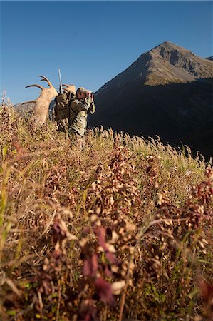 Male moose hunter stops to glass the area with binoculars as he hikes out of hunt area with trophy moose antler on his pack, Bird Creek drainage area, Chugach Mountains, Chugach National Forest, Southcentral Alaska, Autumn Stock Photo - Rights-Managed, Code: 854-03845069