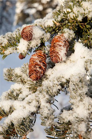 Close up of Red Elderberries and cones on snow-covered evergreen tree, Alaska, Winter Stock Photo - Rights-Managed, Code: 854-03845096