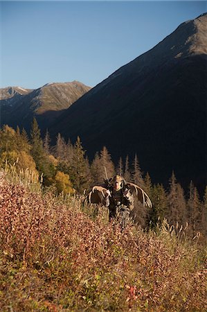 simsearch:400-08348524,k - Male moose hunter hikes out of hunt area with his trophy moose antlers on his pack in Bird Creek drainage. Chugach Mountains, Chugach National Forest Southcentral, Alaska Fall Stock Photo - Rights-Managed, Code: 854-03845092