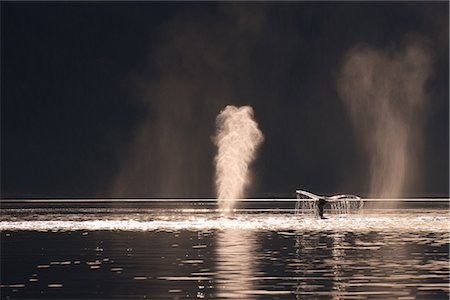 simsearch:854-03362156,k - Humpback whales feeding along the shoreline of Admiralty Island, Stephens Passage, Inside Passage, Southeast Alaska, Autumn Stock Photo - Rights-Managed, Code: 854-03845117