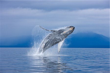 A Humpback whale breaches along the shoreline of Chichagof Island in Chatham Strait, Inside Passage, Tongass National Forest, Admiralty Island, Southeast Alaska, Summer. COMPOSITE Stock Photo - Rights-Managed, Code: 854-03845111