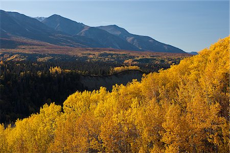 Scenic Autumn view of Aspen and Willow trees along the Alaska Highway in the Tatshenshini-Alsek Wilderness between Haines and haines Junction, Yukon Territory, Canada Stock Photo - Rights-Managed, Code: 854-03845135