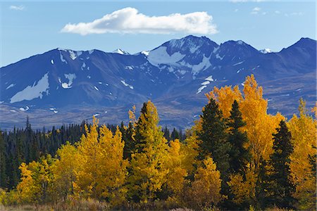 Scenic view of mountains and colorful Aspen and Willow trees along the Alaska Highway between Haines and Haines Junction, Yukon Territory, Canada, Autumn Stock Photo - Rights-Managed, Code: 854-03845161