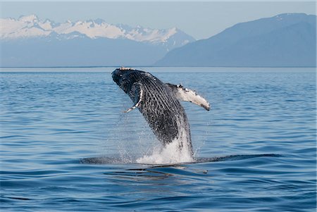 Humpback Whale breaching in Frederick Sound, Inside Passage, Southeast Alaska, Summer Stock Photo - Rights-Managed, Code: 854-03845300