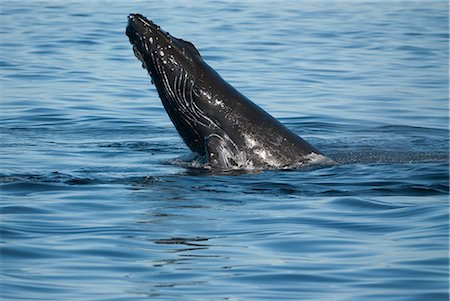 Humpback Whale chin slapping in Frederick Sound, Inside Passage, Southeast Alaska, Summer Stock Photo - Rights-Managed, Code: 854-03845301