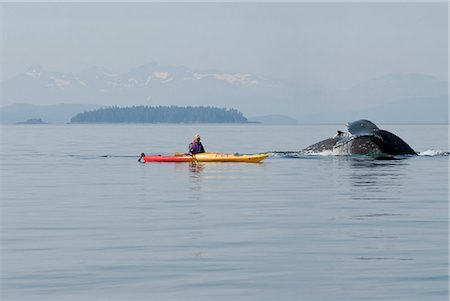 Humpback whale surfaces near a woman sea kayaker in Frederick Sound, Inside Passage, Southeast Alaska, Summer Stock Photo - Rights-Managed, Code: 854-03845314