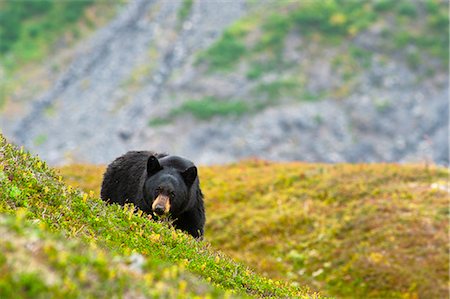 A black bear foraging for berries on a hillside near the Harding Icefield Trail near Exit Glacier, Kenai Fjords National Park, Seward, Southcentral Alaska, Autumn Stock Photo - Rights-Managed, Code: 854-03845564